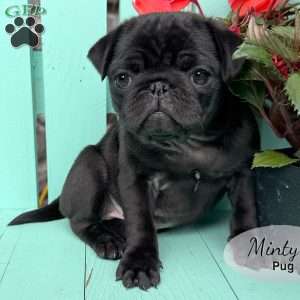 Minty, Pug Puppy