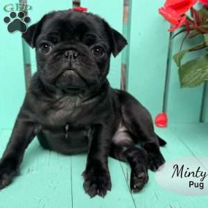 Minty, Pug Puppy