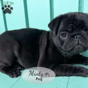 Minty, Pug Puppy