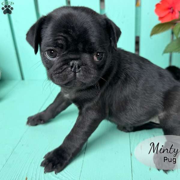 Minty, Pug Puppy