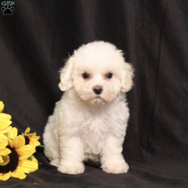 BJ’s Molly, Bichon Frise Puppy
