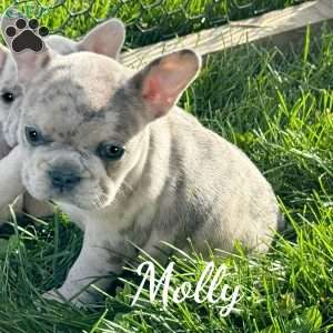 Molly, French Bulldog Mix Puppy