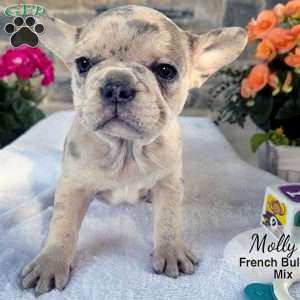 Molly, French Bulldog Mix Puppy