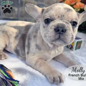 Molly, French Bulldog Mix Puppy