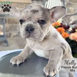 Molly, French Bulldog Mix Puppy