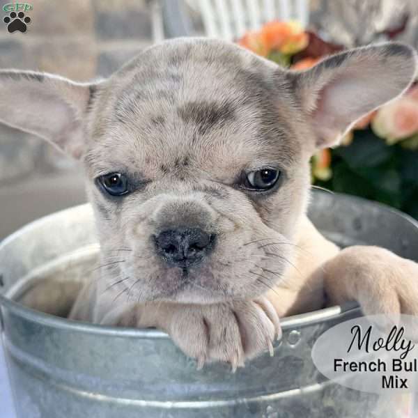 Molly, French Bulldog Mix Puppy