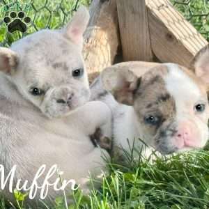 Muffin, French Bulldog Mix Puppy