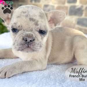 Muffin, French Bulldog Mix Puppy