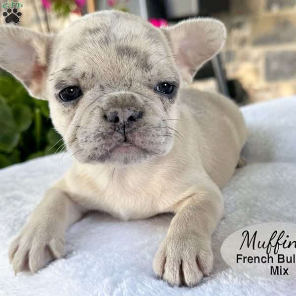 Muffin, French Bulldog Mix Puppy
