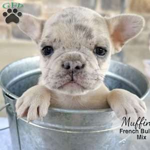 Muffin, French Bulldog Mix Puppy