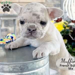 Muffin, French Bulldog Mix Puppy