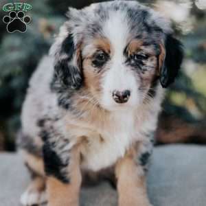 Natalie, Mini Bernedoodle Puppy