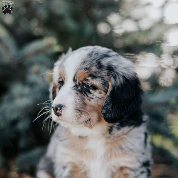 Natalie, Mini Bernedoodle Puppy