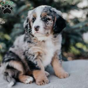 Natalie, Mini Bernedoodle Puppy
