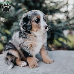 Natalie, Mini Bernedoodle Puppy