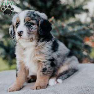 Natalie, Mini Bernedoodle Puppy