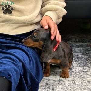 Nathan, Dachshund Puppy