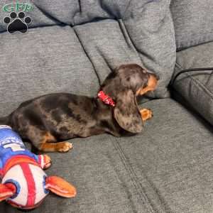 Nathan, Dachshund Puppy