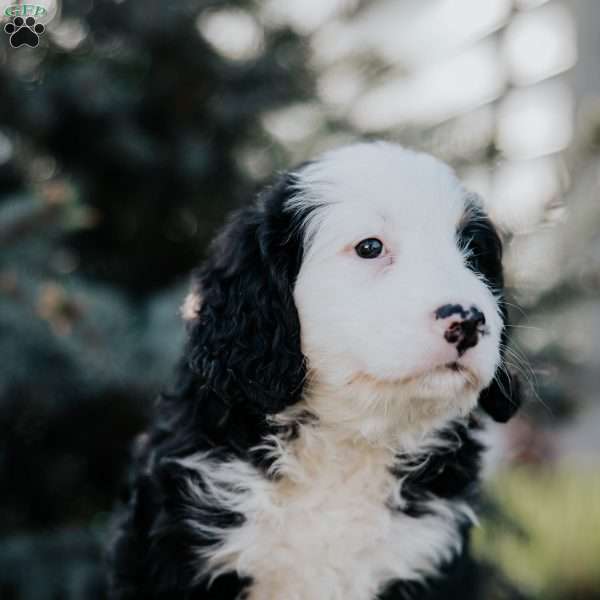 Nellie, Mini Bernedoodle Puppy