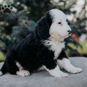Nellie, Mini Bernedoodle Puppy