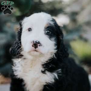 Nellie, Mini Bernedoodle Puppy