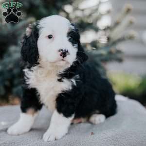 Nellie, Mini Bernedoodle Puppy