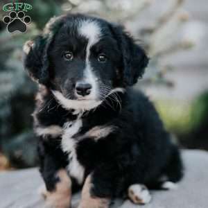 Nelson, Mini Bernedoodle Puppy
