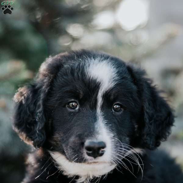 Nelson, Mini Bernedoodle Puppy