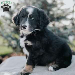 Nelson, Mini Bernedoodle Puppy