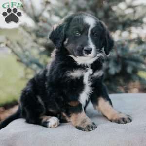 Nelson, Mini Bernedoodle Puppy