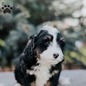 Nicki, Mini Bernedoodle Puppy