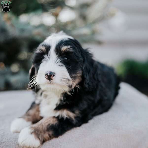 Nicki, Mini Bernedoodle Puppy
