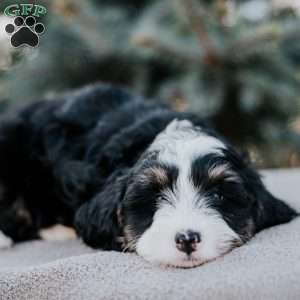 Nicki, Mini Bernedoodle Puppy
