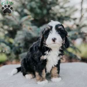 Nicki, Mini Bernedoodle Puppy