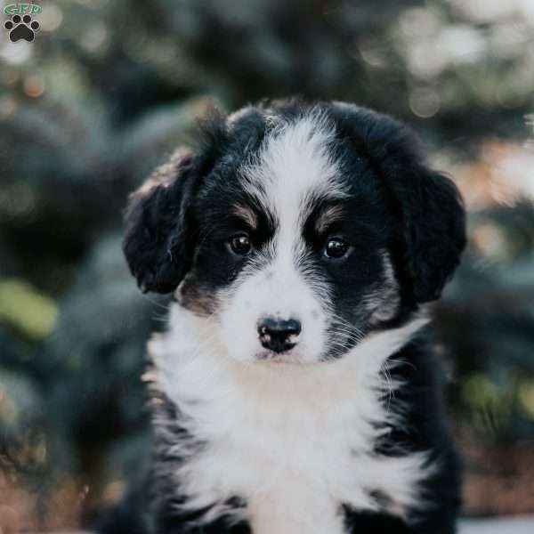 Nicole, Mini Bernedoodle Puppy