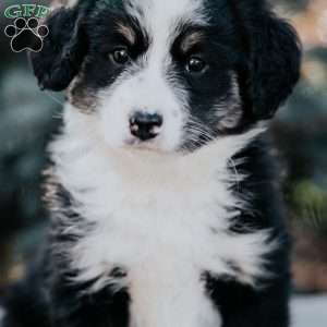 Nicole, Mini Bernedoodle Puppy