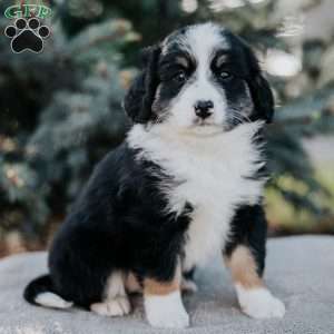 Nicole, Mini Bernedoodle Puppy