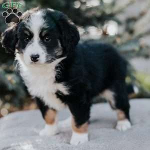 Nicole, Mini Bernedoodle Puppy