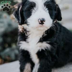 Noah, Mini Bernedoodle Puppy