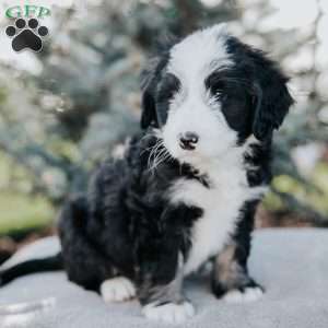 Noah, Mini Bernedoodle Puppy