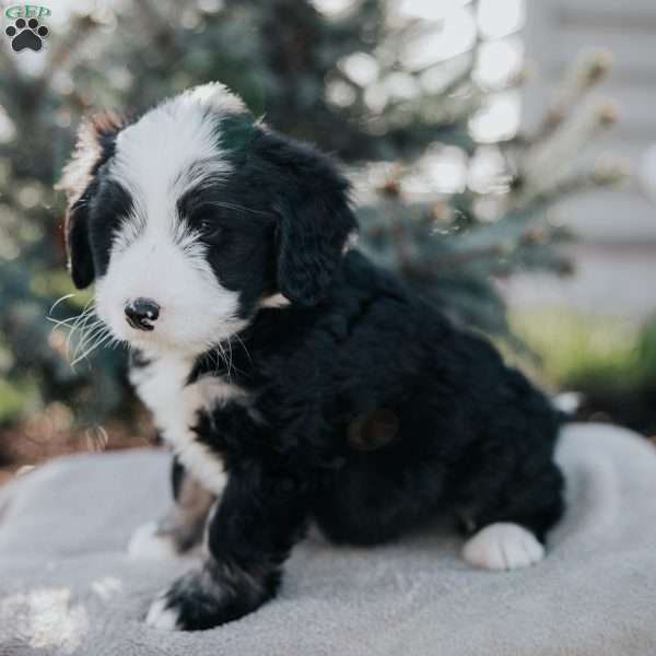 Noah, Mini Bernedoodle Puppy
