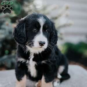 Nora, Mini Bernedoodle Puppy