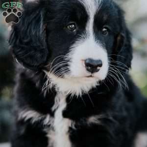 Nora, Mini Bernedoodle Puppy