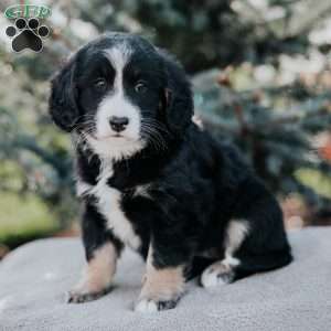 Nora, Mini Bernedoodle Puppy