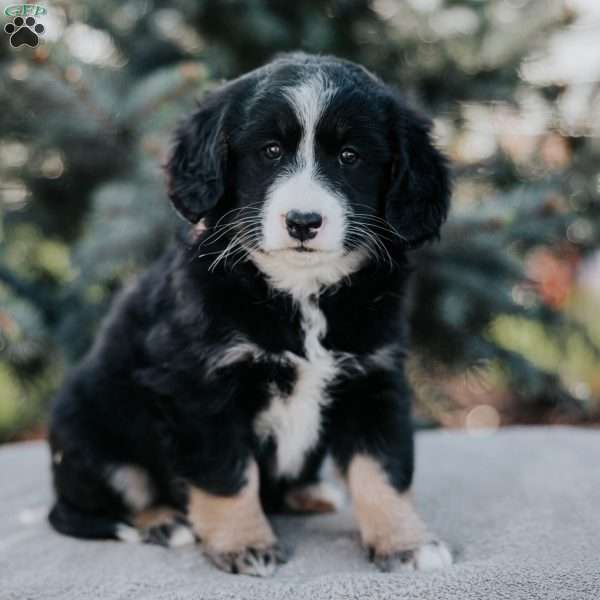 Nora, Mini Bernedoodle Puppy