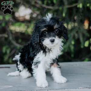 Pansy, Cavapoo Puppy