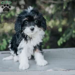 Pansy, Cavapoo Puppy