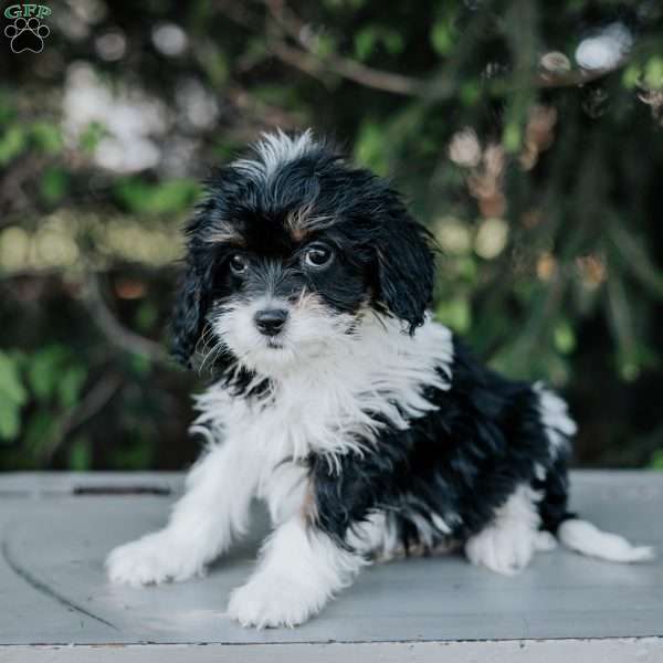 Pansy, Cavapoo Puppy