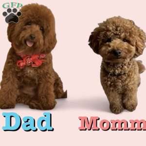 Harper, Toy Poodle Puppy