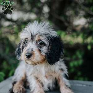 Pilot, Cavapoo Puppy